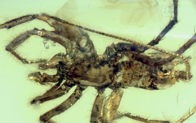 Un Paianjen Cu Coada Descoperit Intr O Bucata De Chihlimbar De Acum 100 Milioane De Ani