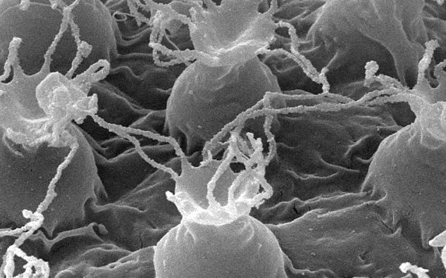 Cercetatorii Au Descoperit O Noua Specie De Animale Microscopice Pot Trai Peste 200 De Ani 2