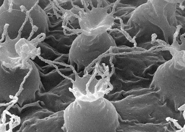 Cercetatorii Au Descoperit O Noua Specie De Animale Microscopice Pot Trai Peste 200 De Ani 2