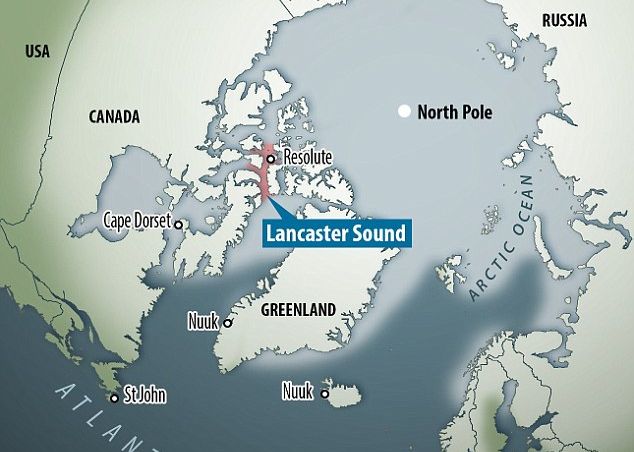 Imagini Impresionante Cu Un Rechin Dintr O Specie Rara Care Poate Trai Chiar Si 500 De Ani