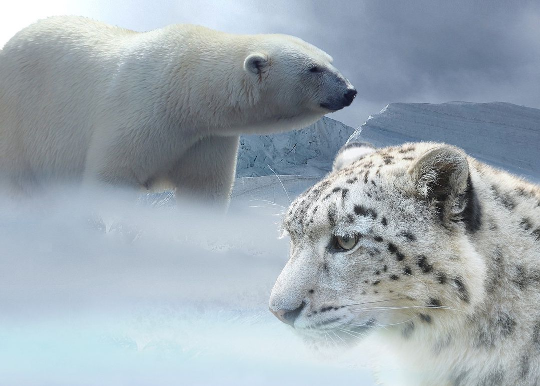 Jumatate Dintre Specii Risca Sa Dispara Din Cauza Schimbarilor Climatice