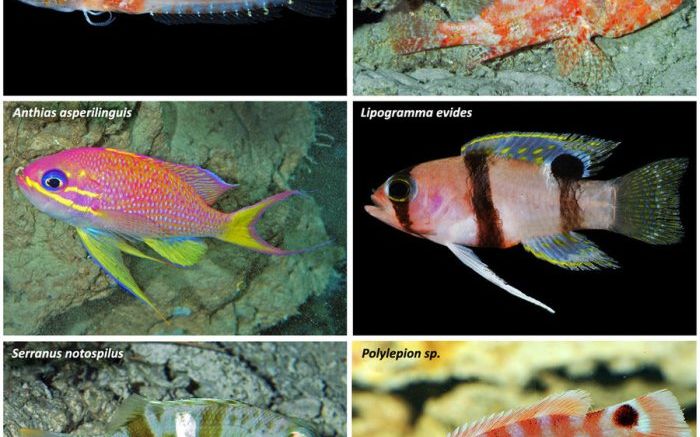 O Zona Crepusculara Descoperita In Adancul Oceanelor Aici Traiesc Specii Necunoscute Pana Acum