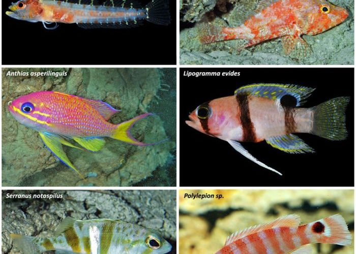 O zona crepusculara, descoperita in adancul oceanelor. Aici traiesc specii necunoscute pana acum O Zona Crepusculara Descoperita In Adancul Oceanelor Aici Traiesc Specii Necunoscute Pana Acum