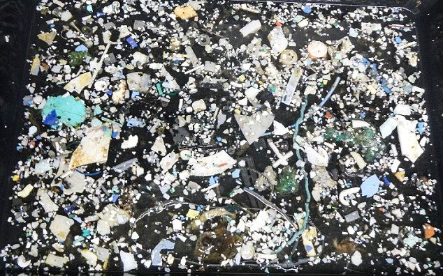 Marea Zona De Gunoi Din Pacific Contine Peste 79 000 De Tone De Plastic Iar Zona Poluata Se Extinde Rapid