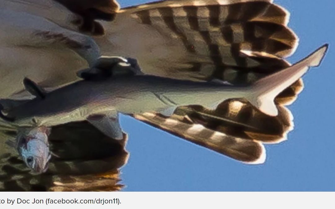 Fotografie impresionanta! Detaliul uimitor surprins in acest cadru: doar daca dai zoom il observi Fotografie Impresionanta Detaliul Uimitor Surprins In Acest Cadru Doar Daca Dai Zoom Il Observi