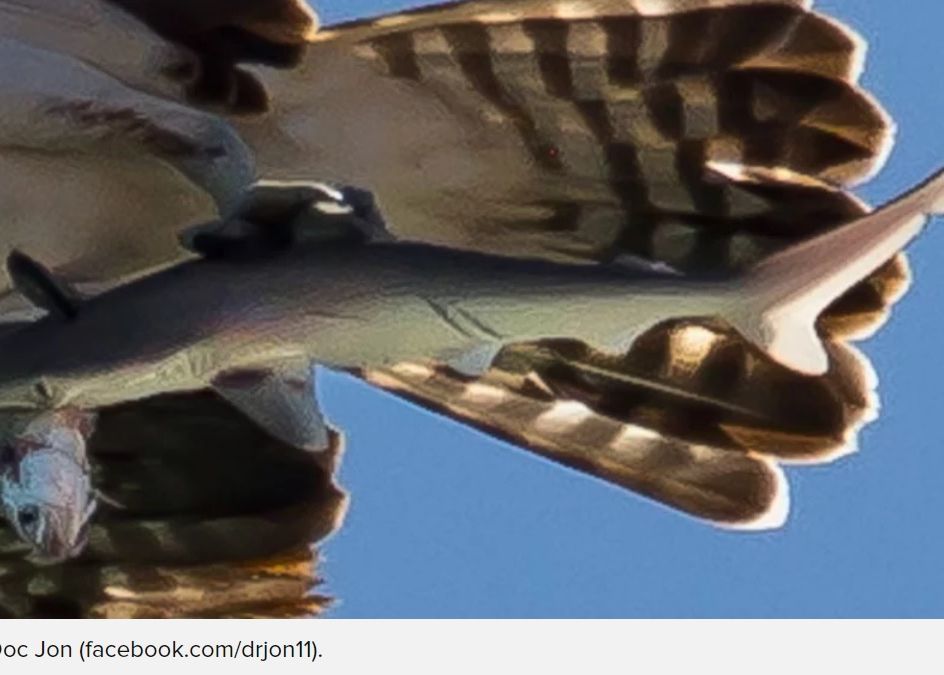 Fotografie impresionanta! Detaliul uimitor surprins in acest cadru: doar daca dai zoom il observi Fotografie Impresionanta Detaliul Uimitor Surprins In Acest Cadru Doar Daca Dai Zoom Il Observi