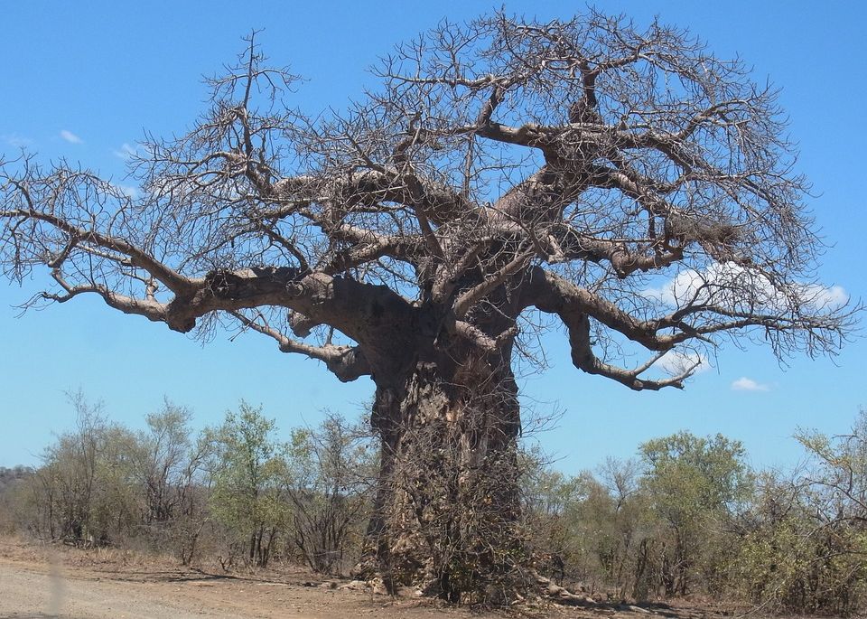 Cei Mai Batrani Copaci Din Lume Au Inceput Sa Moara Explicatia Descoperita Cu Ajutorul Unor Cercetatori