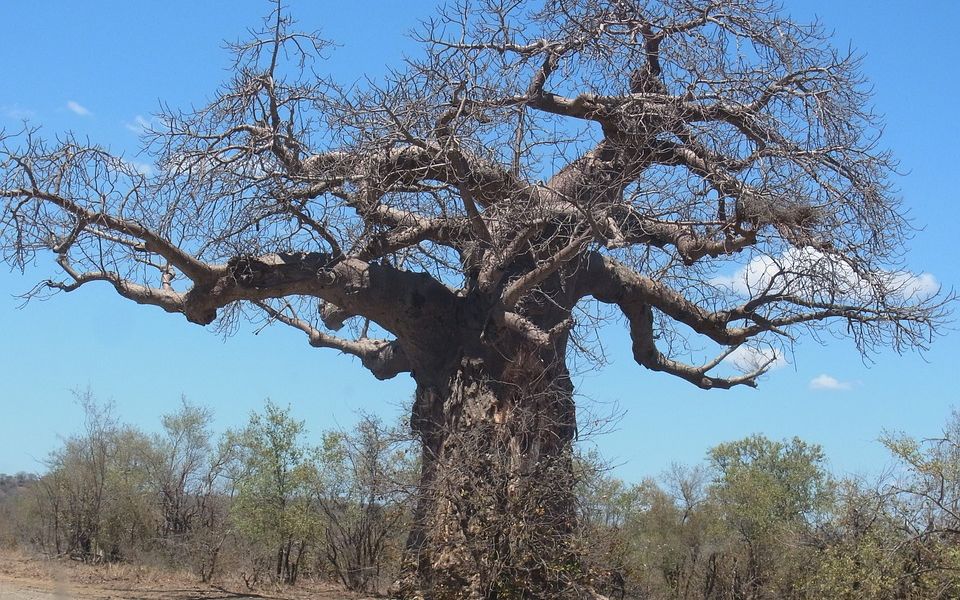 Cei mai batrani copaci din lume au inceput sa moara! Explicatia, descoperita cu ajutorul unor cercetatori romani Cei Mai Batrani Copaci Din Lume Au Inceput Sa Moara Explicatia Descoperita Cu Ajutorul Unor Cercetatori