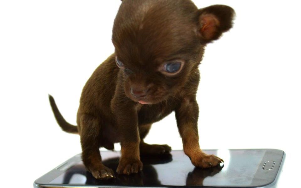 Povestea celui mai mic caine din lume. Motivul pentru care a fost clonat de 49 de ori Povestea Celui Mai Mic Caine Din Lume Motivul Pentru Care A Fost Clonat De 49 De Ori