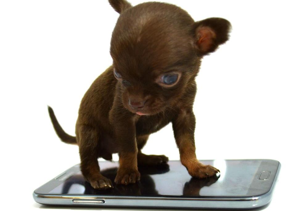 Povestea celui mai mic caine din lume. Motivul pentru care a fost clonat de 49 de ori Povestea Celui Mai Mic Caine Din Lume Motivul Pentru Care A Fost Clonat De 49 De Ori