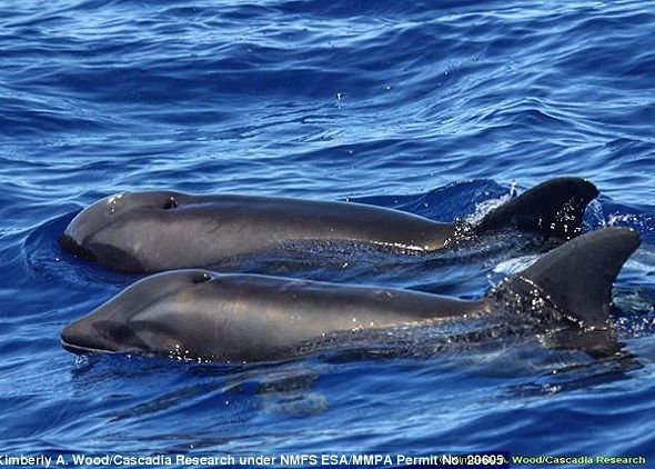 Oamenii De Stiinta Au Descoperit O Creatura Ciudata Care Nu A Mai Fost Observata Pana Acum