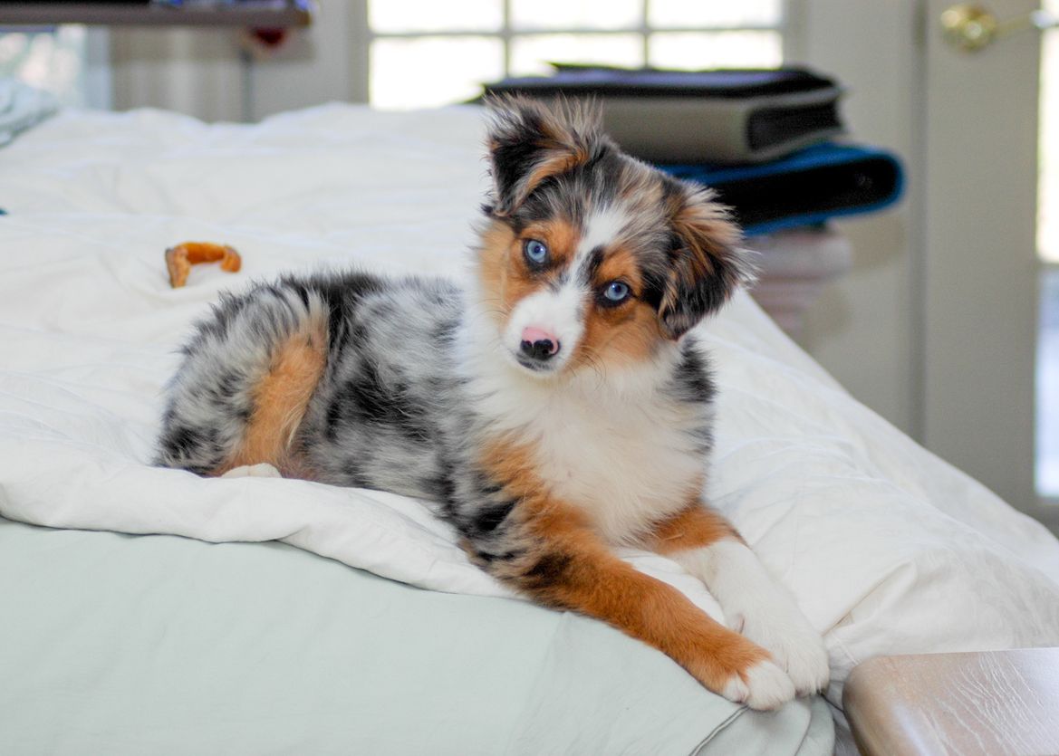 De Ce Au Unii Caini Husky Ochi Albastri Cercetatorii Au Aflat Secretul Din Spatele