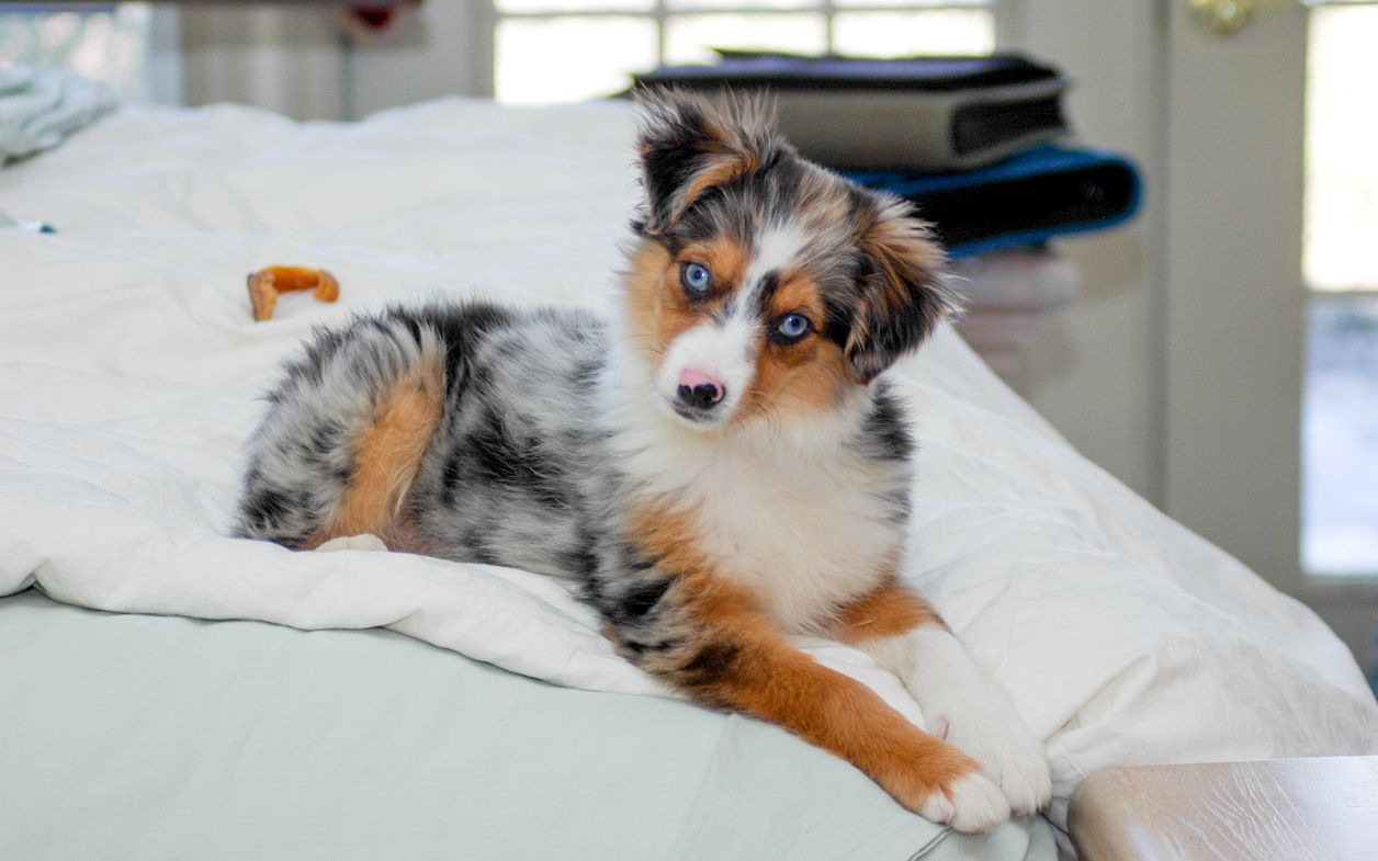 De Ce Au Unii Caini Husky Ochi Albastri Cercetatorii Au Aflat Secretul Din Spatele