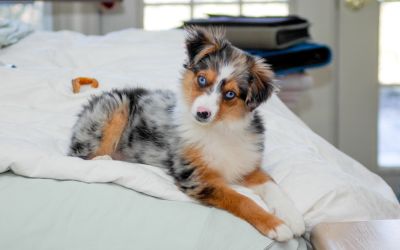 De ce au unii câini husky ochi albaștri? Cercetătorii au o explicație neașteptată