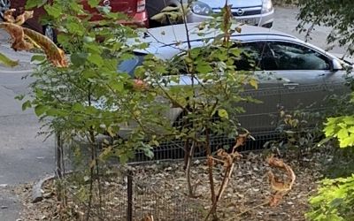 Review iPhone XR. De ce merită să cumperi modelul mai ieftin lansat de Apple