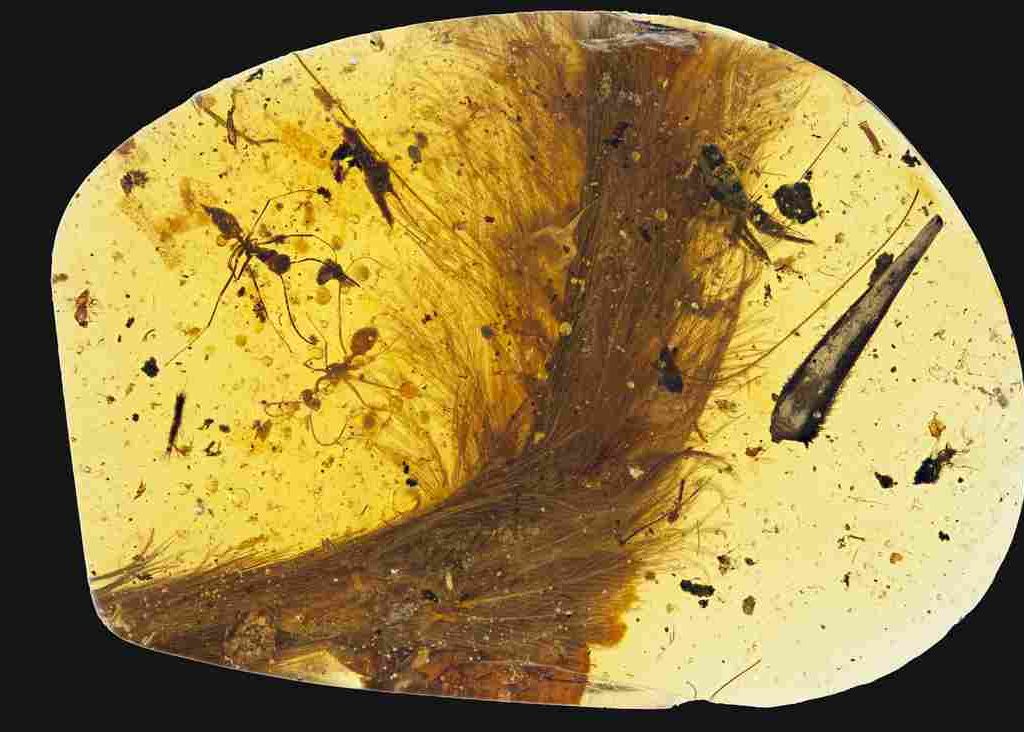 Descoperire Impresionanta Intr O Bucata De Chihlimbar De Acum 100 De Milioane De Ani 1