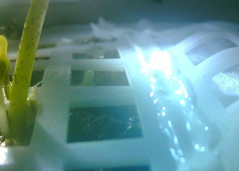 Ce S A Intamplat Cu Prima Planta Care A Incoltit Pe Luna