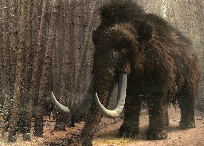 Rezultate Spectaculoase Obtinute De Cercetatorii Care Incearca Sa Cloneze Un Mamut