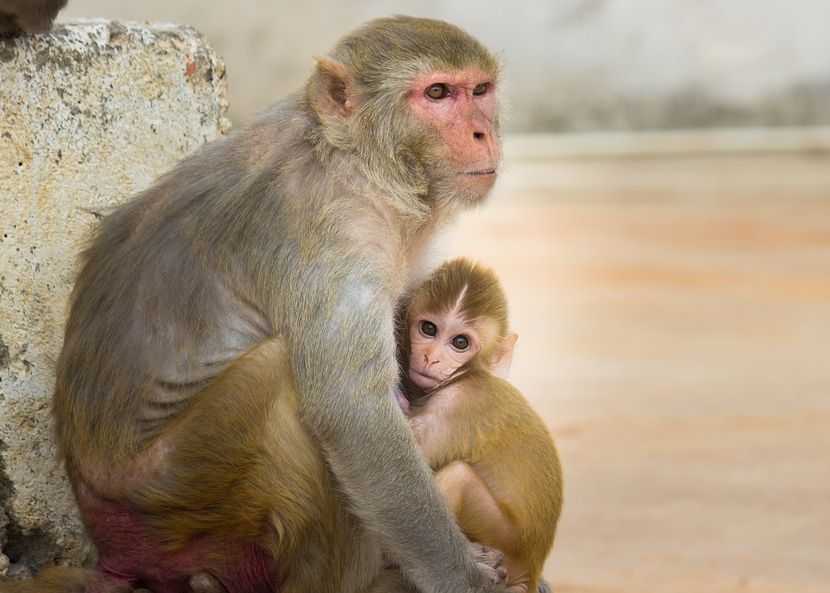 Cercetătorii au creat maimuțe modificate genetic. Creierul animalelor s-a dezvoltat similar cu al oamenilor Cercetatorii Au Creat Maimute Modificate Genetic Creierul Animalelor S A Dezvoltat Similar Cu Al Oamenilor