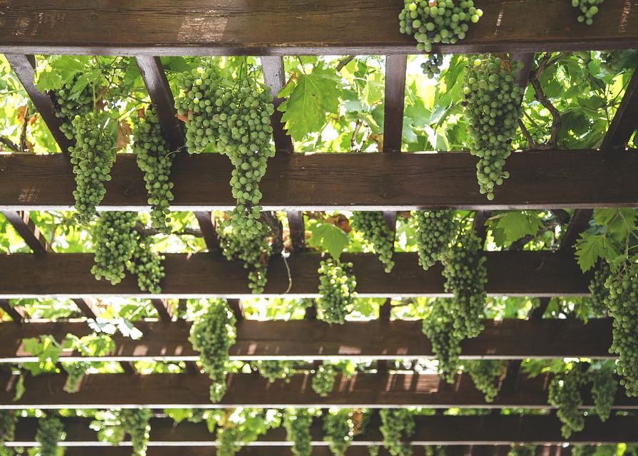 Proiect Inedit Tara Care Vrea Sa Cultive Vita De Vie Chiar Si Pe Marte