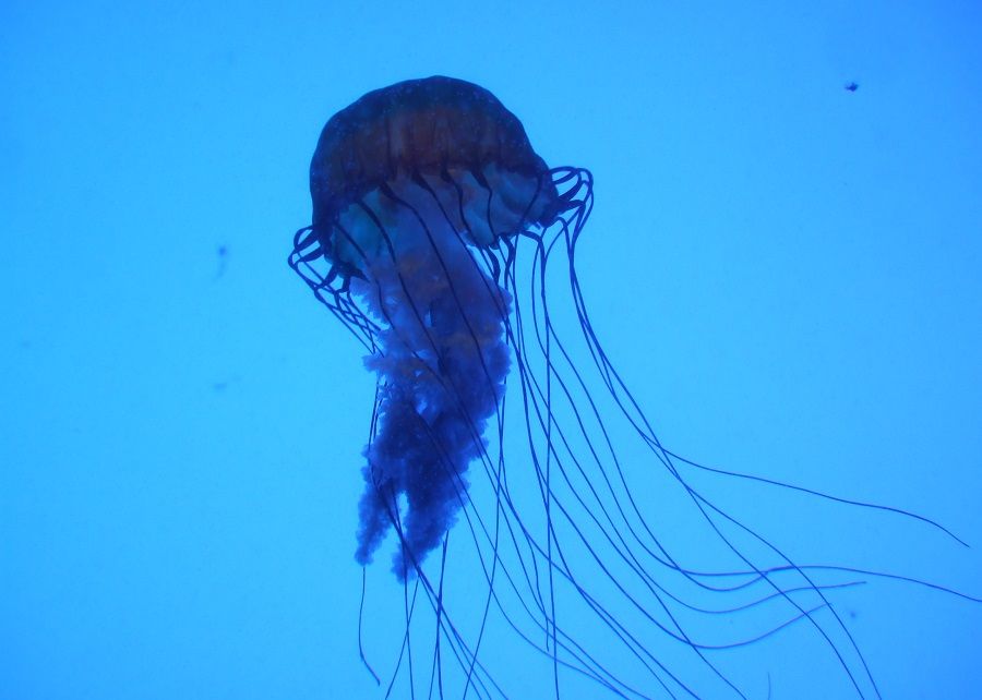 Oamenii De Stiinta Au Gasit Antidotul Pentru Cea Mai Periculoasa Intepatura Din Lume 1