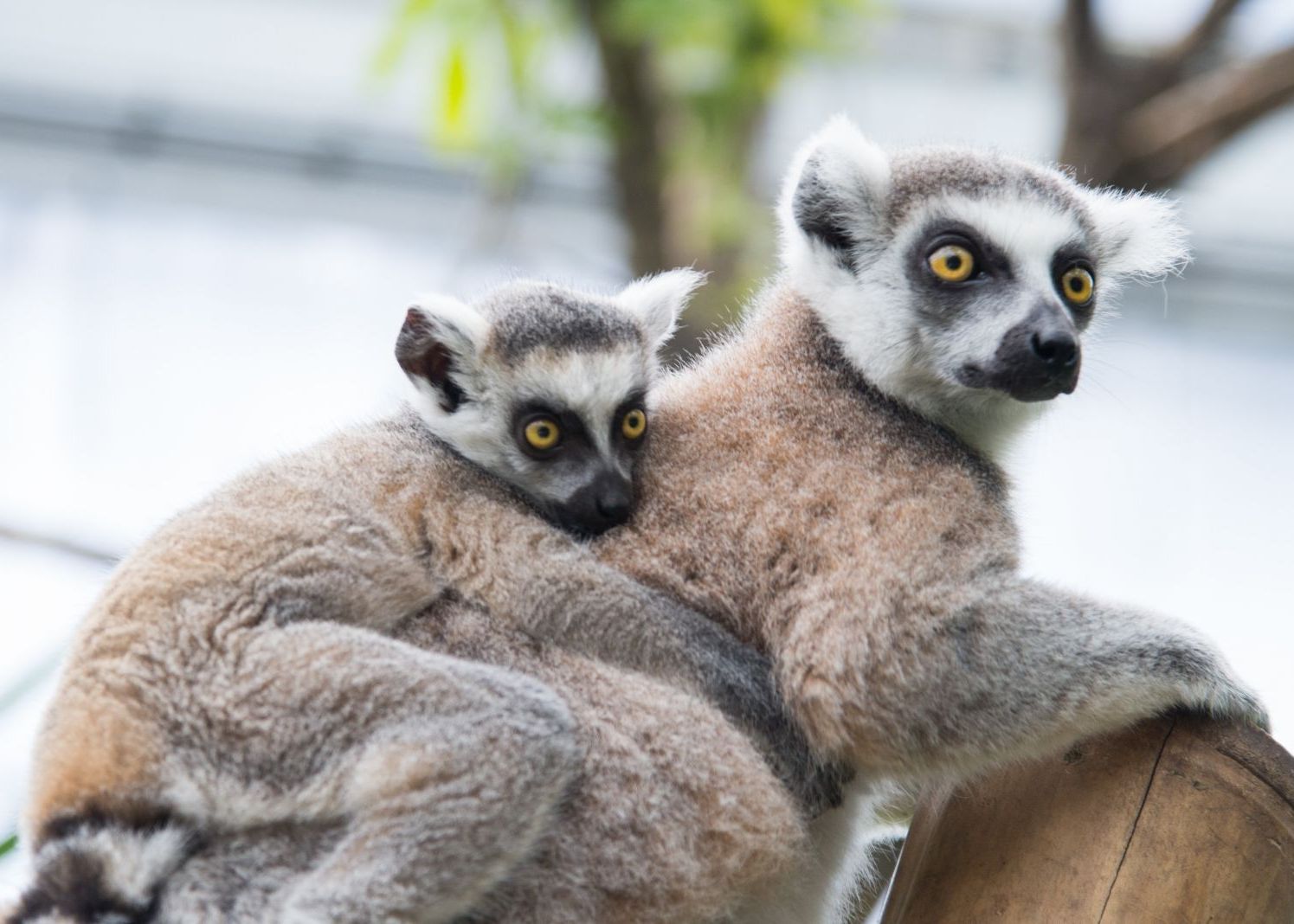 Un Milion De Specii De Plante Si Animale La Un Pas De Extinctie Cercetatorii Avertizeaza Asupra Unui Dezastru