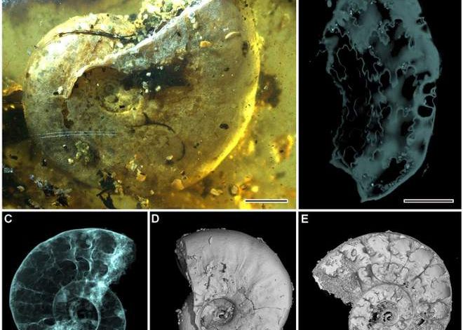 Premiera In Stiinta Fosila De 99 De Milioane De Ani A Fost Descoperita Intr O Bucata De Chihlimbar