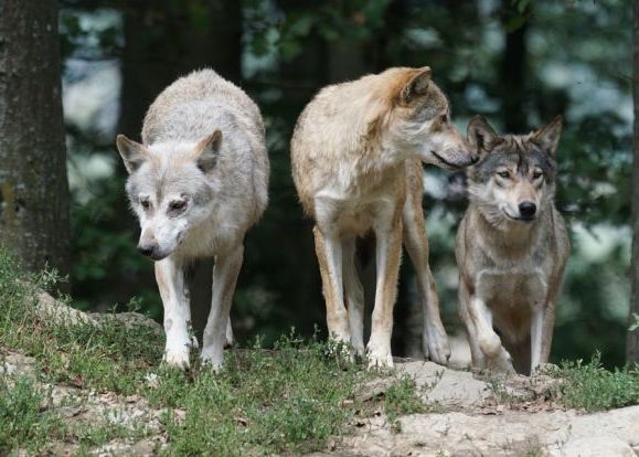 Cum a dat naștere catastrofa de la Cernobîl unui paradis natural? Dilema de zeci de ani, explicată Cum A Dat Nastere Catastrofa De La Cernobil Unui Paradis Natural Dilema De Zeci De Ani Explicata