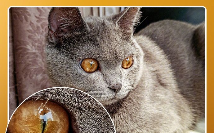 Se Apropie Lansarea Primului Smartphone Cu O Camera De 64mp Ce Fotografii Poate Face Telefonul Viitorului