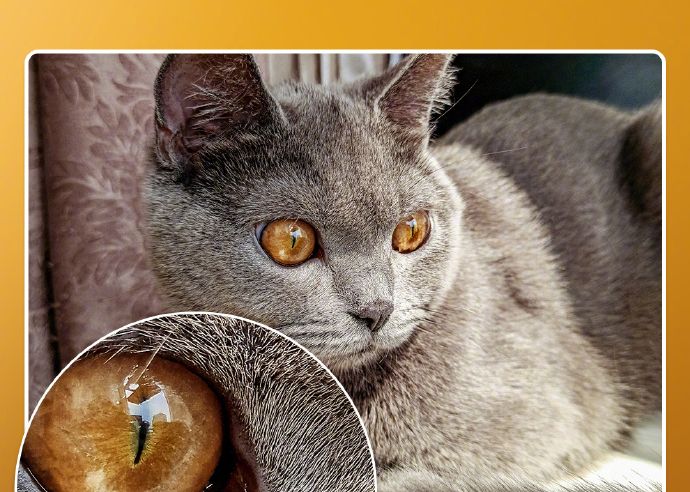 Se Apropie Lansarea Primului Smartphone Cu O Camera De 64mp Ce Fotografii Poate Face Telefonul Viitorului