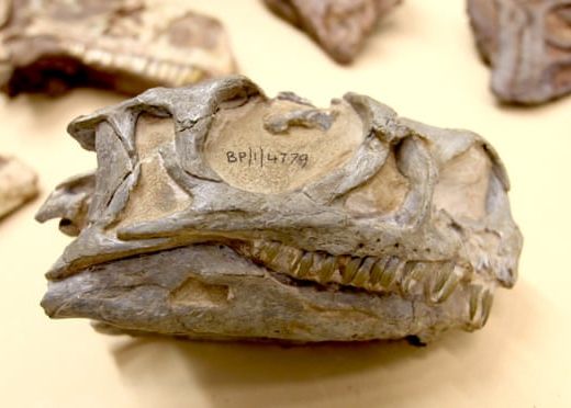 O Specie De Dinozaur Necunoscuta Pana Acum Descoperita De Cercetatori Unde Se Zascundeau Indiciile