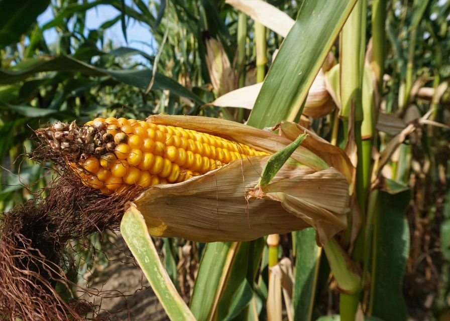 Sfaturi Utile Pentru Recoltarea Porumbului