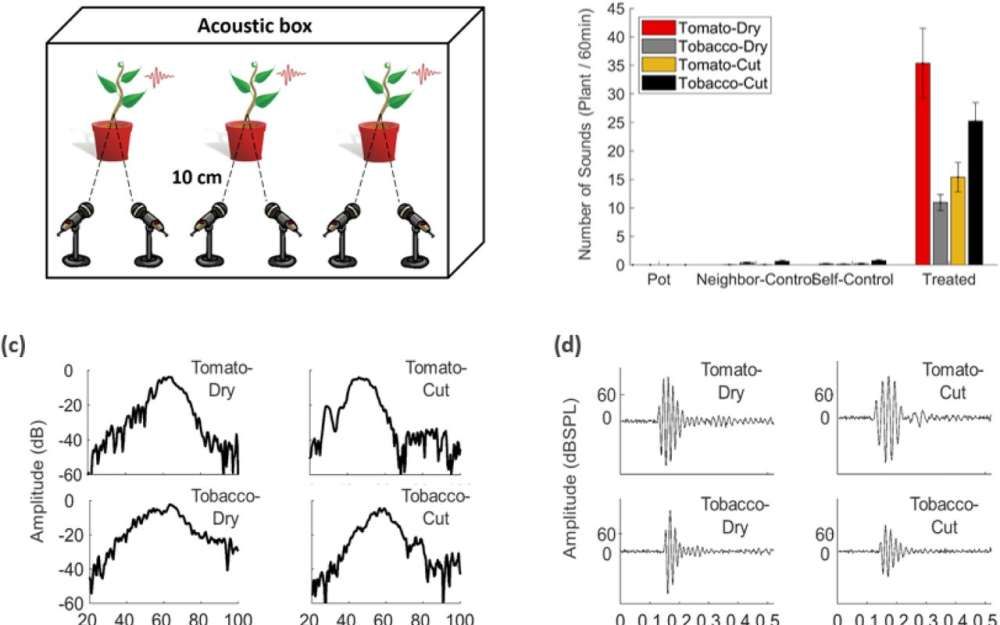 Plantele Pot Comunica Intre Ele Prin Sunete Pe Care Omul Nu Le Percepe