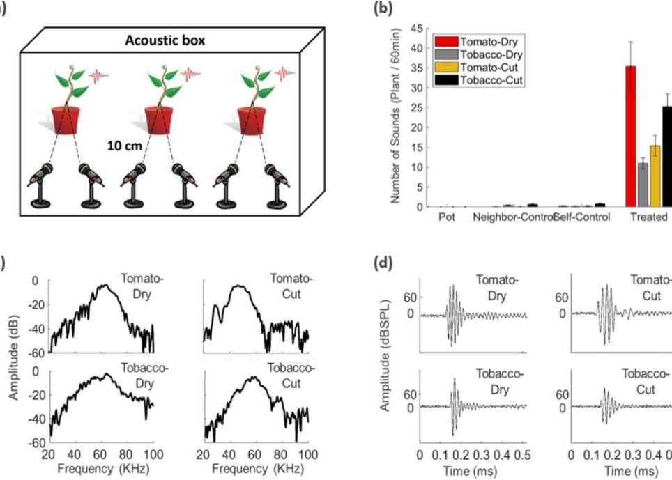 Plantele Pot Comunica Intre Ele Prin Sunete Pe Care Omul Nu Le Percepe