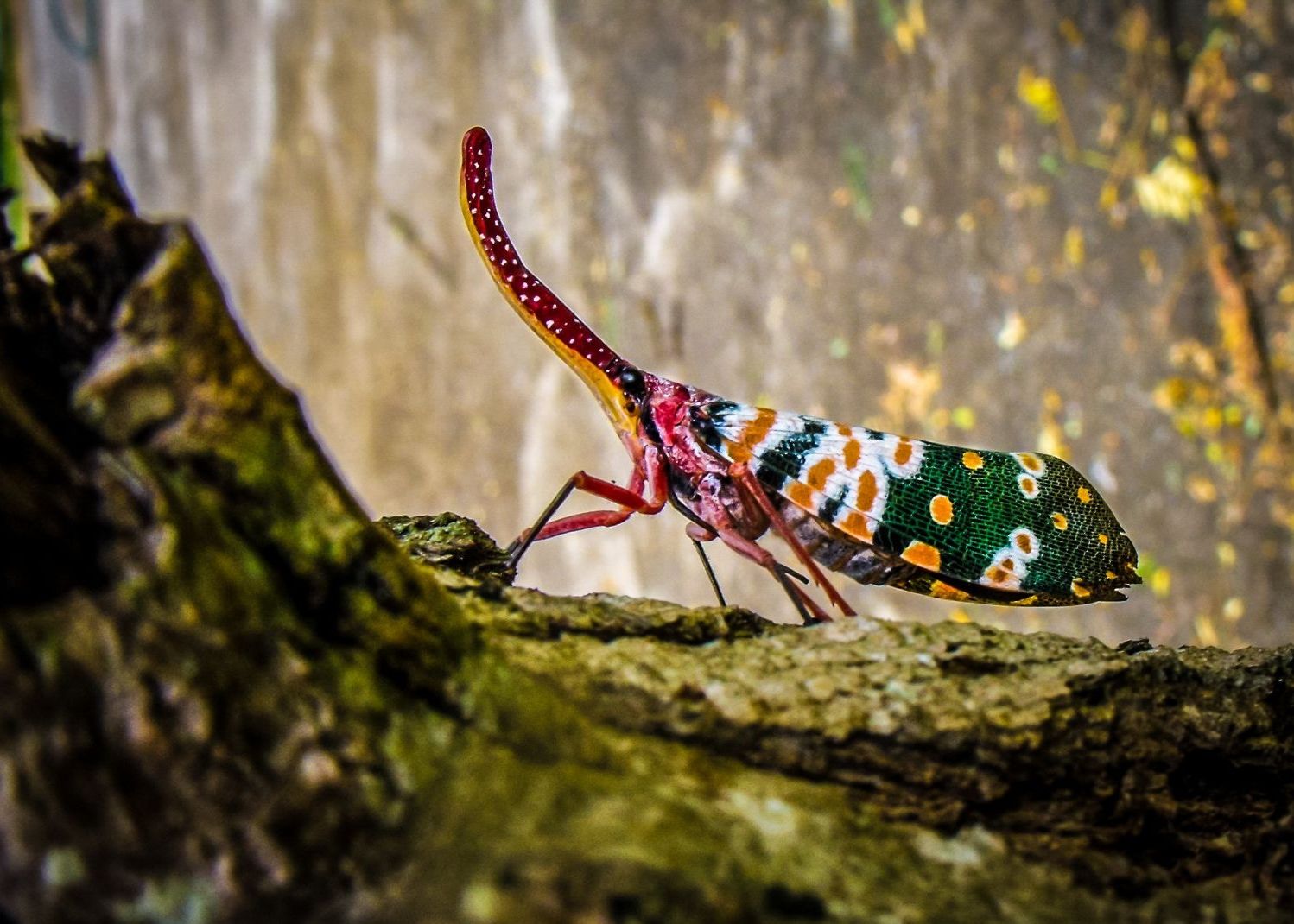 Aceste specii au dispărut de pe Terra în 2019. Biologii sunt în alertă Aceste Specii Au Disparut De Pe Terra In 2019 Biologii Sunt In Alerta
