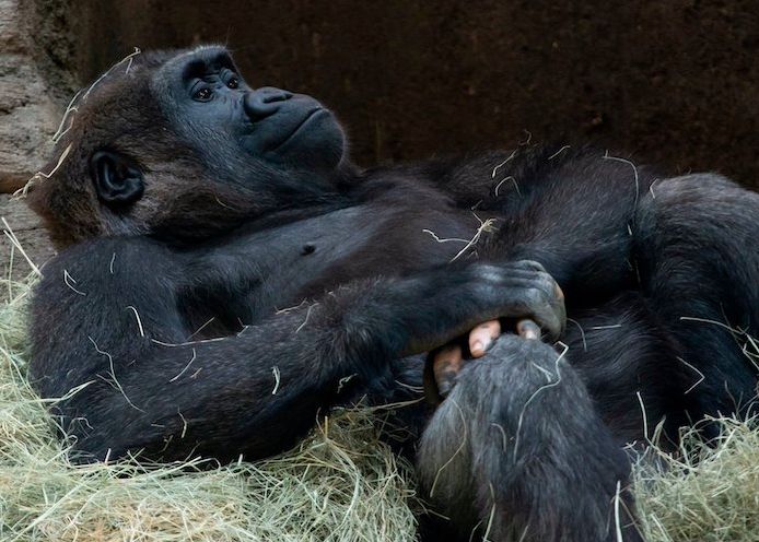 Fotografia Fascinanta Care Dovedeste Inca O Data Asemanarea Dintre Om Si Primate Cum Arata O Gorila Care