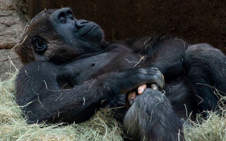 Fotografia Fascinanta Care Dovedeste Inca O Data Asemanarea Dintre Om Si Primate Cum Arata O Gorila Care