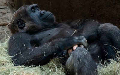 Fotografia fascinantă care dovedește, încă o dată, asemănarea dintre om și primate. Cum arată o gorilă care suferă de vitiligo 