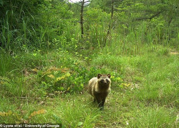 Imagini Tulburatoare In Zona Interzisa De La Fukushima Ce Se Intampla Cu Animalele Salbatice