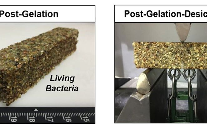 Cercetatorii Au Creat Zbetonul Viu Care Se Repara Singur Atunci Cand Apar Fisuri