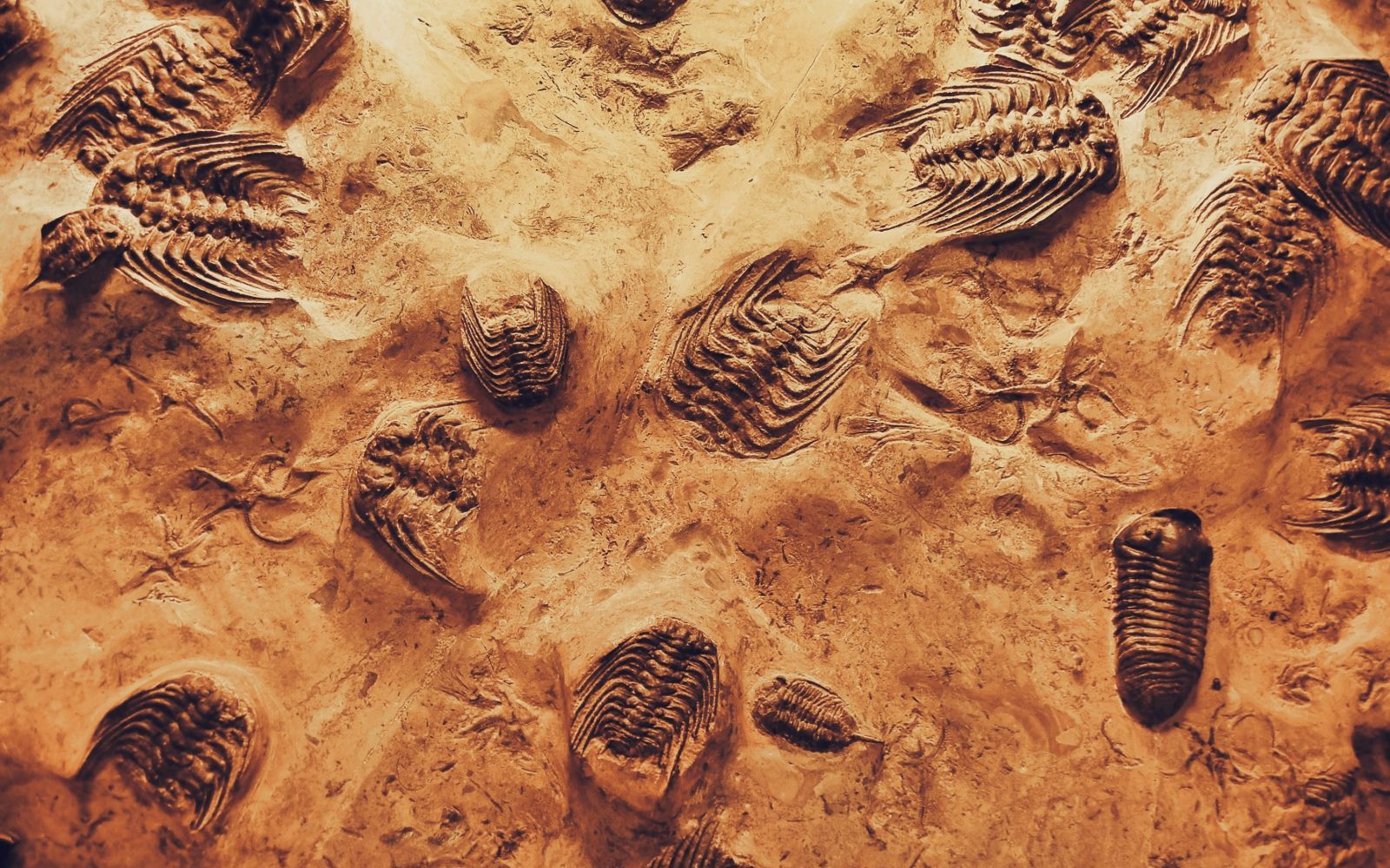 Descoperirea Uriasa Facuta De Cercetatori Dupa Ce Au Studiat O Fosila Veche De Milioane De Ani Care A