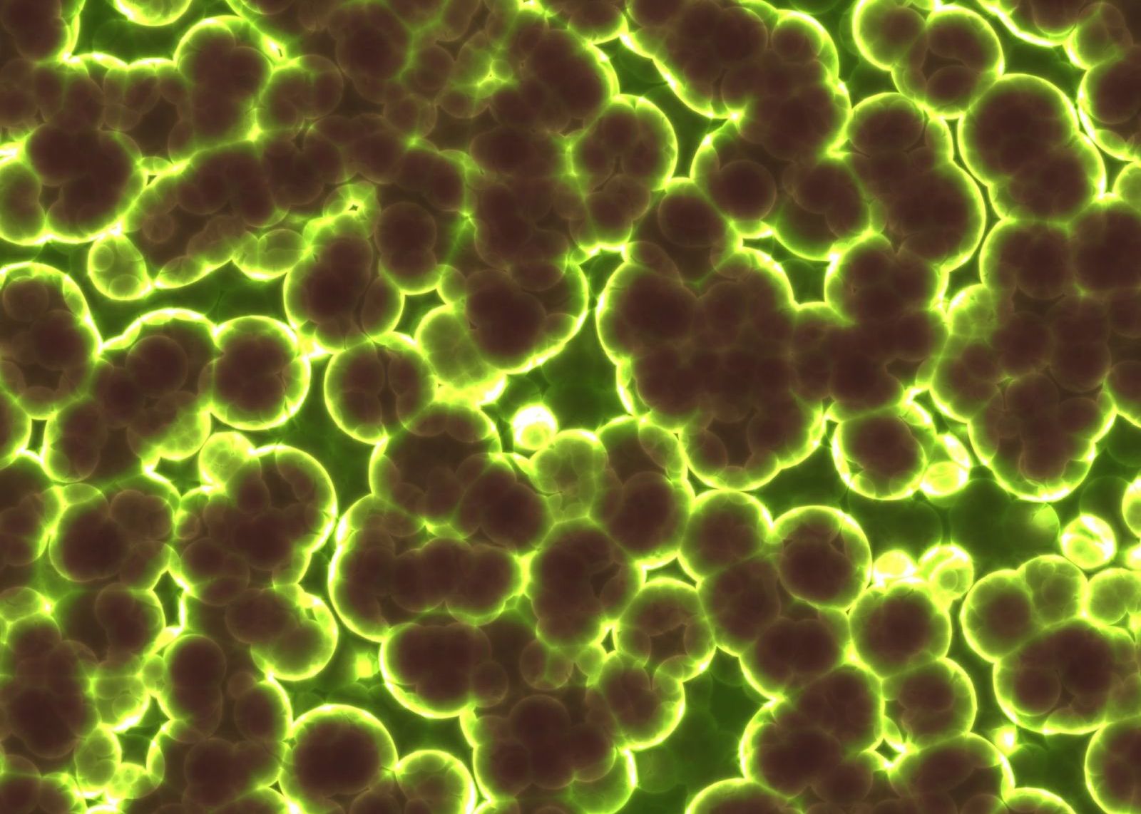 Cercetatorii Au Descoperit Primul Animal Care Nu Respira