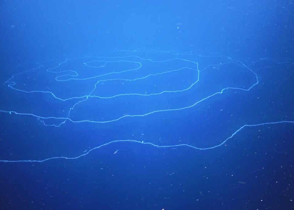 Zeste Ca Un Ozn Spiralat Cea Mai Lunga Specie Din Lume A Fost Descoperita In Australia Cat De Ciudat Arata