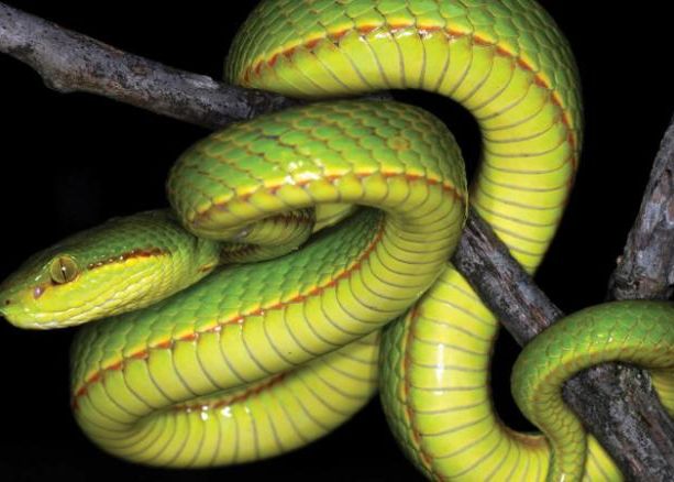 O Noua Specie De Reptila Primeste Un Nume Inedit Fanii Harry Potter Vor Fi Incantati