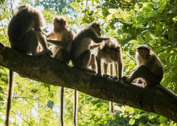 Descoperirea Controversata Care Dovedeste Ca Limbajul Uman A Aparut Mai Devreme Decat Credeam Ce Spune