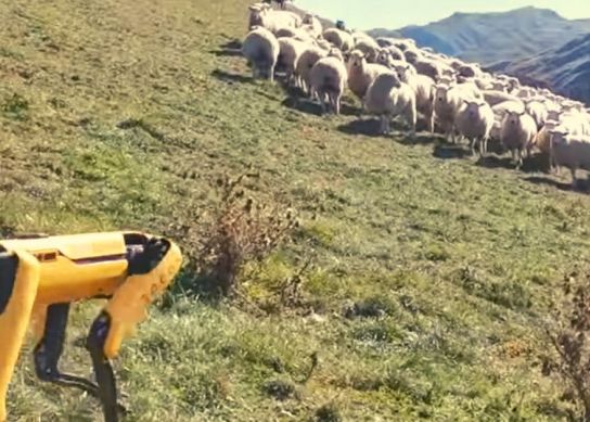 VIDEO. Roboții Boston Dynamics, „puși la treabă” pe câmp, să păzească oile Video Robotii Boston Dynamics Zpusi La Treaba Pe Camp Sa Pazeasca Oile