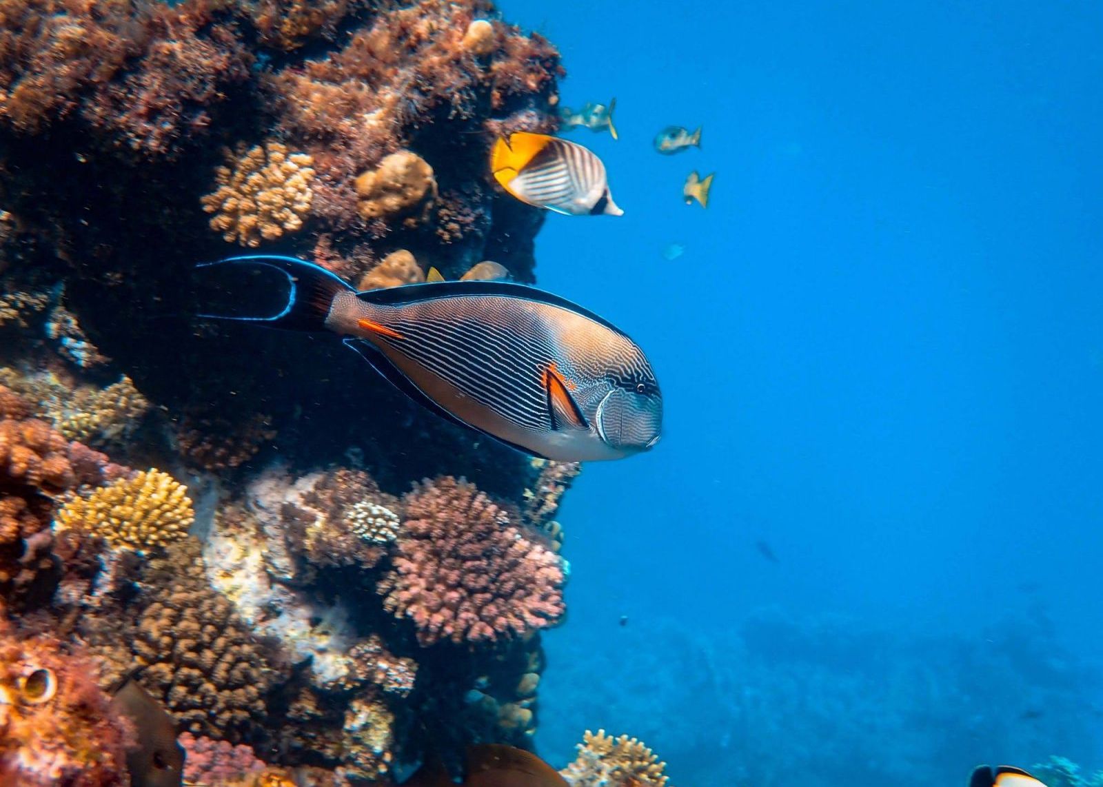 Metoda Inedita Pentru Salvarea Marii Bariere De Corali Ce Au Descoperit Cercetatorii