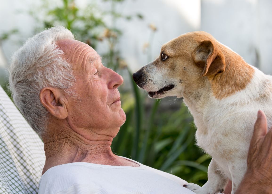 Vrei să știi câți ani are, de fapt, câinele tău? Cercetătorii au răspunsul corect Vrei Sa Stii Cati Ani Are De Fapt Cainele Tau Cercetatorii Au Raspunsul Corect