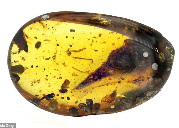 Gafă uriașă a cercetătorilor care anunțau descoperirea celui mai mic dinozaur! Ce este de fapt? Gafa Uriasa A Cercetatorilor Care Anuntau Descoperirea Celui Mai Mic Dinozaur Ce Este De Fapt