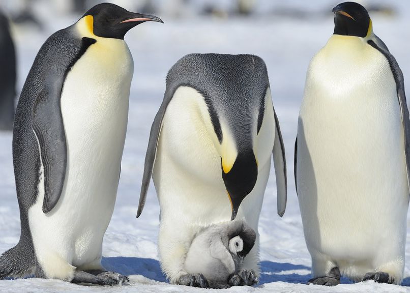 De unde provin, de fapt pinguinii. Concluzia surprinzătoare despre originea îndrăgitelor animale De Unde Provin De Fapt Pinguinii Concluzia Surprinzatoare Despre Originea Indragitelor Animale